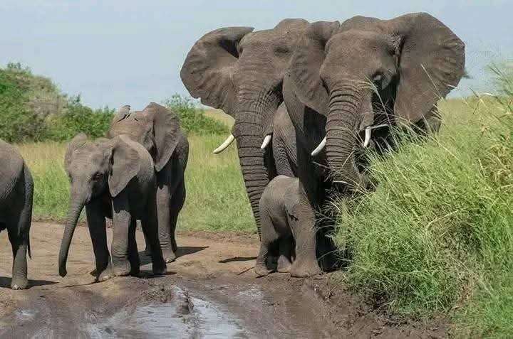 Maasai Mara ,the paradise for Wild Lovers