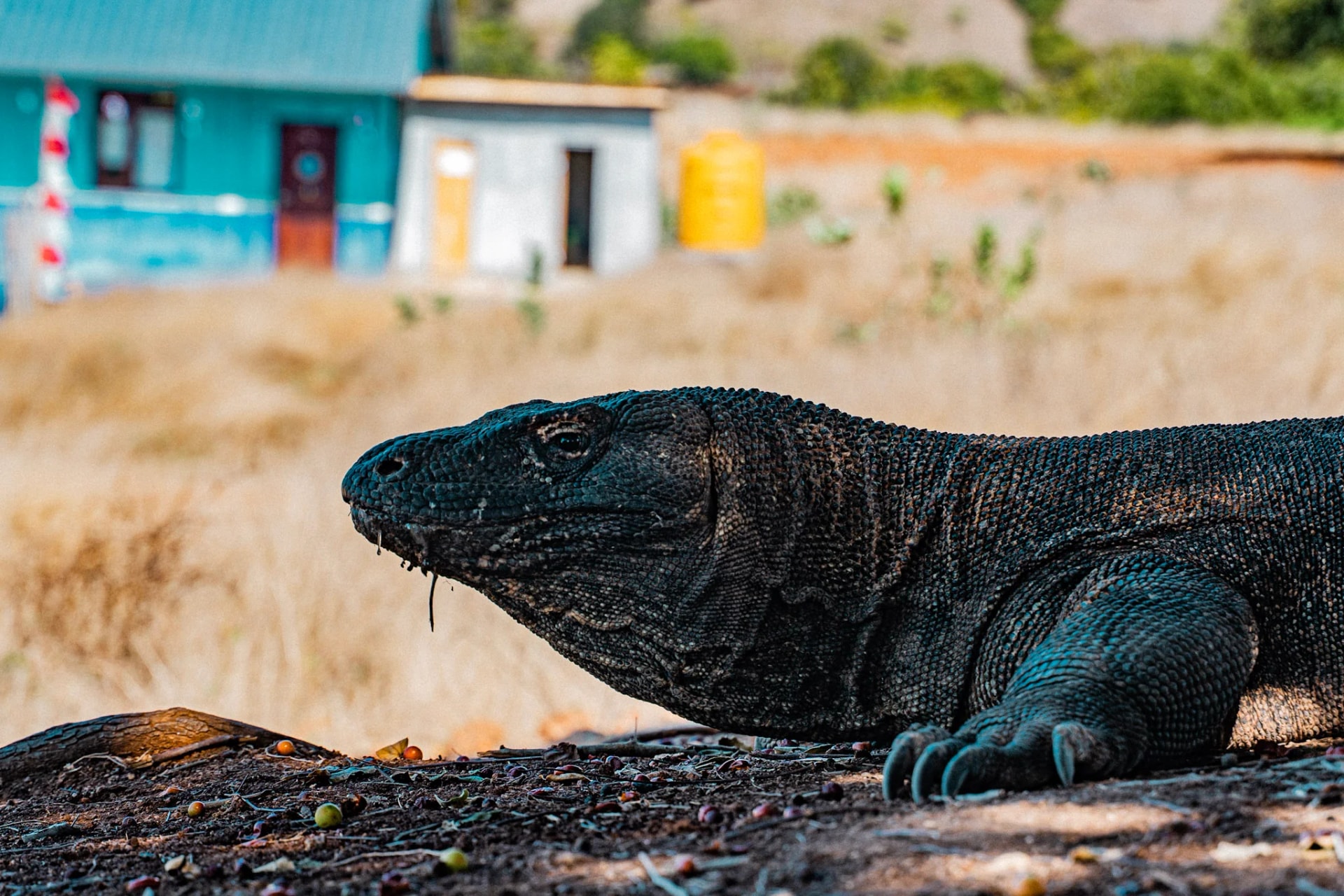 My 4D3N Komodo Tour Experience on Menami Deluxe